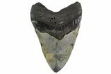 Bargain, Fossil Megalodon Tooth - North Carolina #158189-2